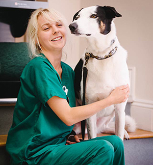 female veterinary nurse with large white, brown and black dog